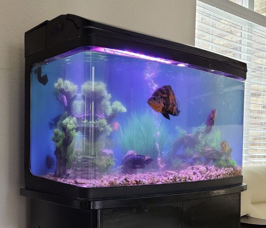 65 Gallon Acrylic Aquarium w/ hood & Filter For Sale