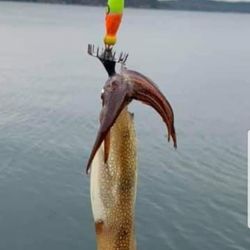 Squid Jigs