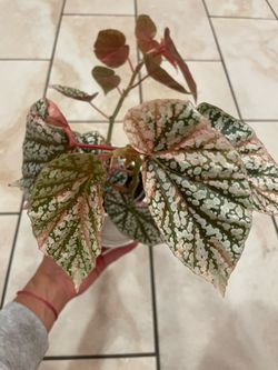 Pink variegated snow capped begonia cuttings