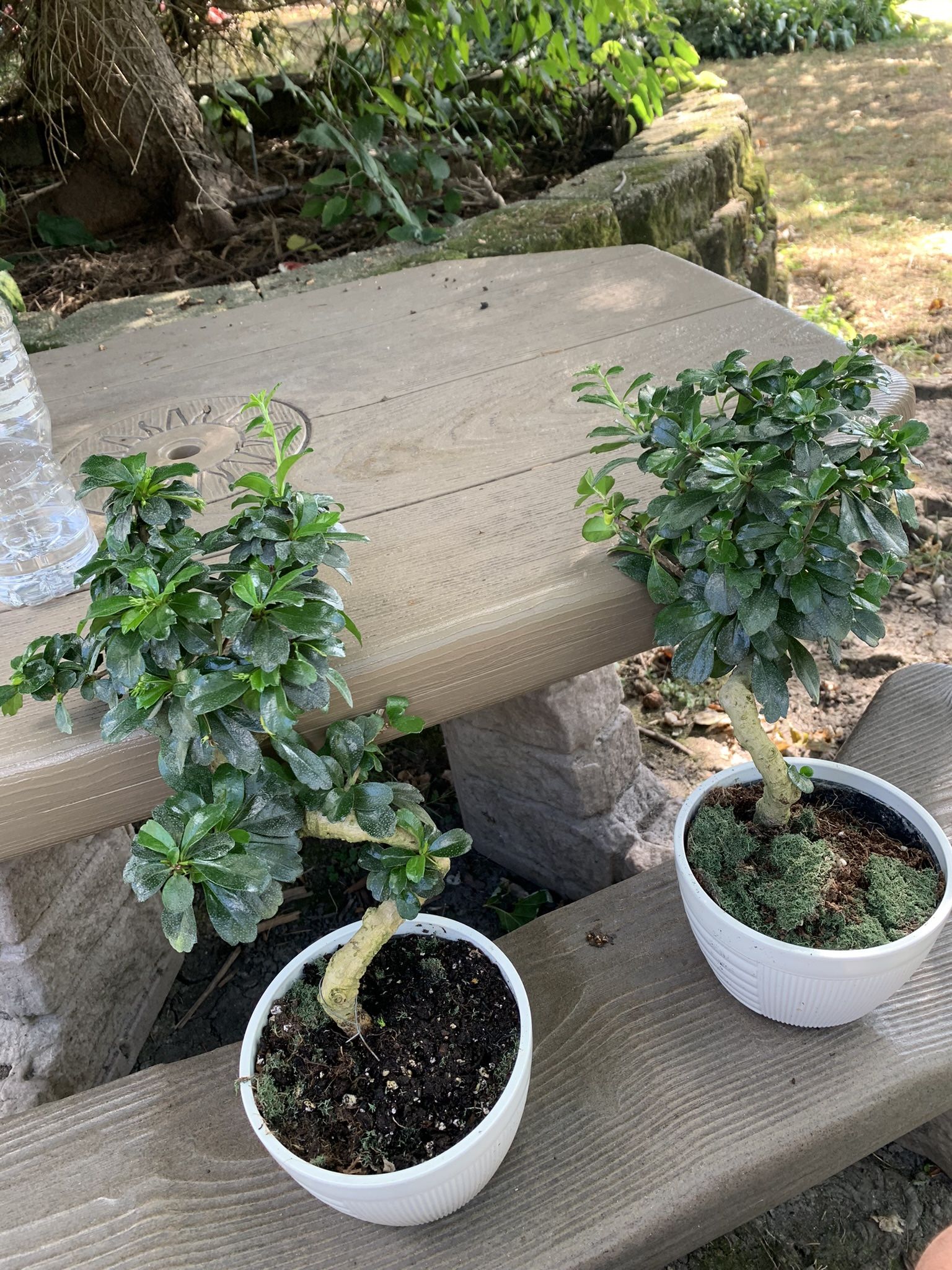 Fukien Tea Bonsai Tree Plants!! $40 Each!!!
