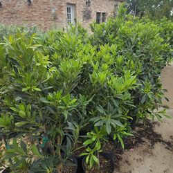 Japanese Blueberry Tree 3gallones