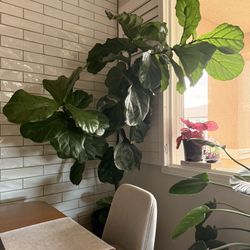 Large Fiddle Leaf Fig Tree with Planter – Healthy & Beautiful