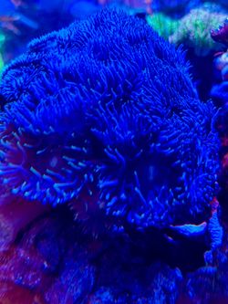Fake Duncan Coral