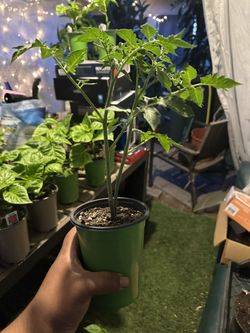 Tomato Roma 