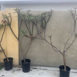 Plomerias For Sale