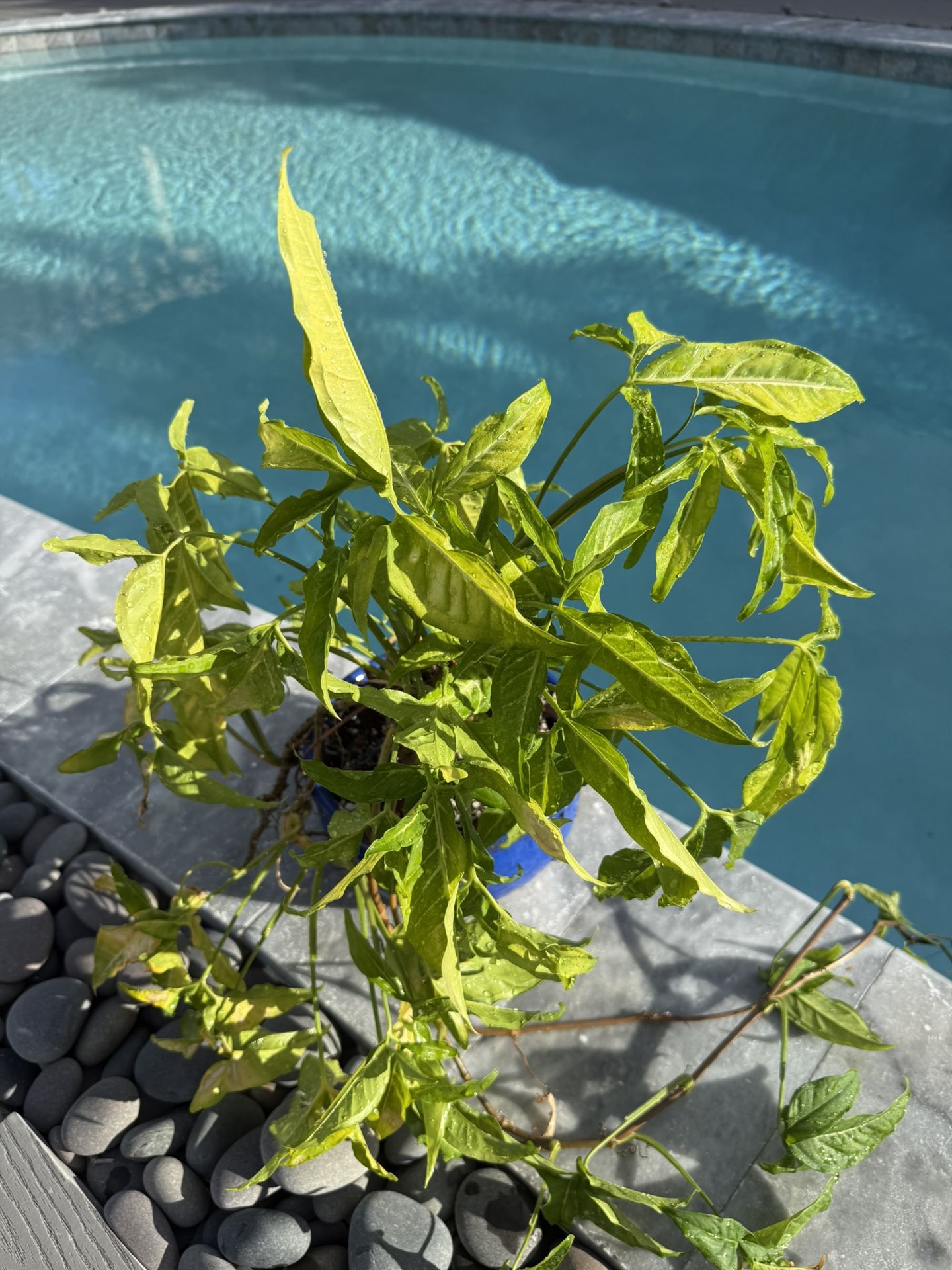 Syngonium Arrowhead Plant Cutting
