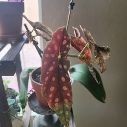 Begonia Plant