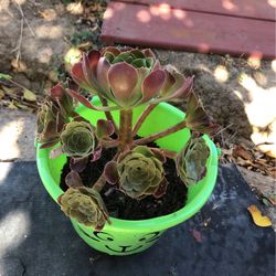 Succulent 