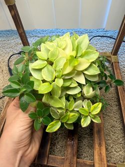 Peperomia pixie lime in ceramic pot. Pet friendly plant