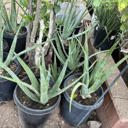 Part Two Of The Many Different Plants Available For Sale