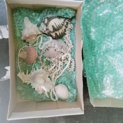 Assorted shells & necklaces