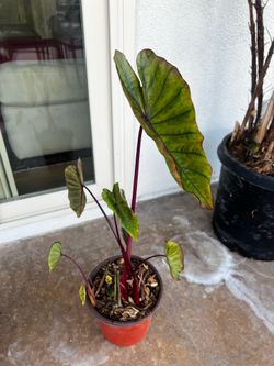 Colocasia elephant ear Hawaiian Punch Plant