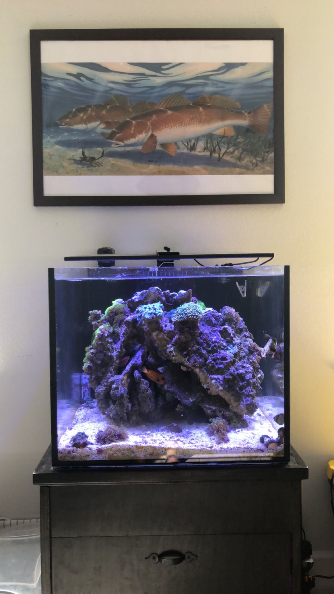 50 gallon rimless cube aquarium with trigger 20 sump