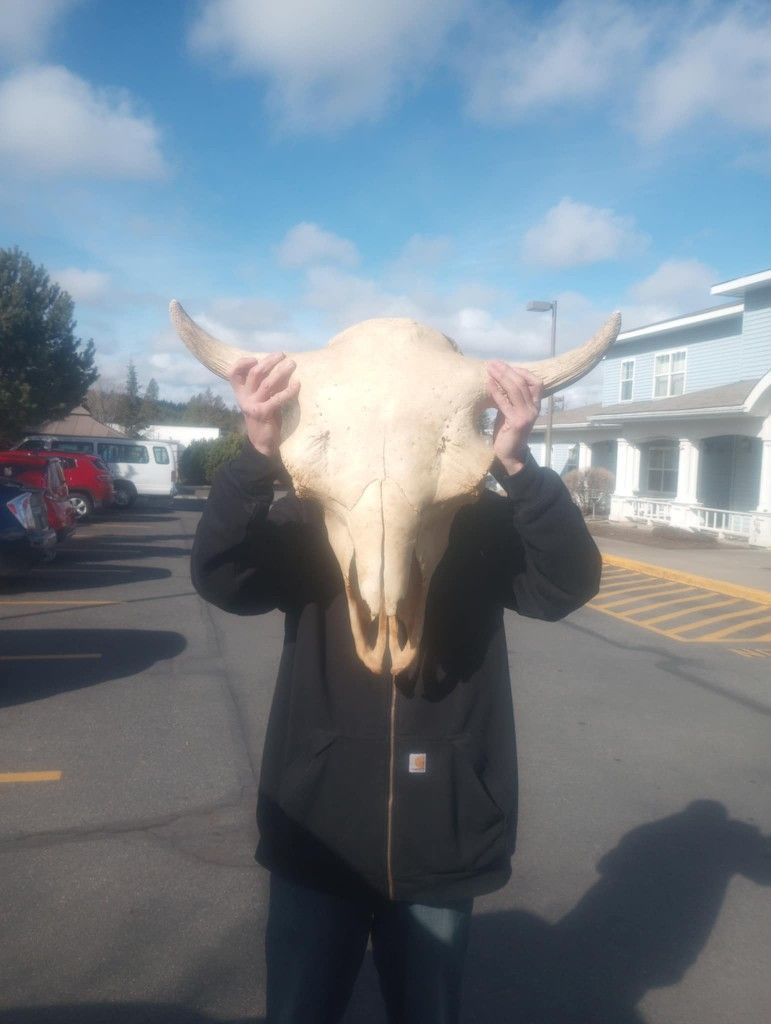 Skulls for Sale