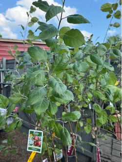Non GMO Apple Trees