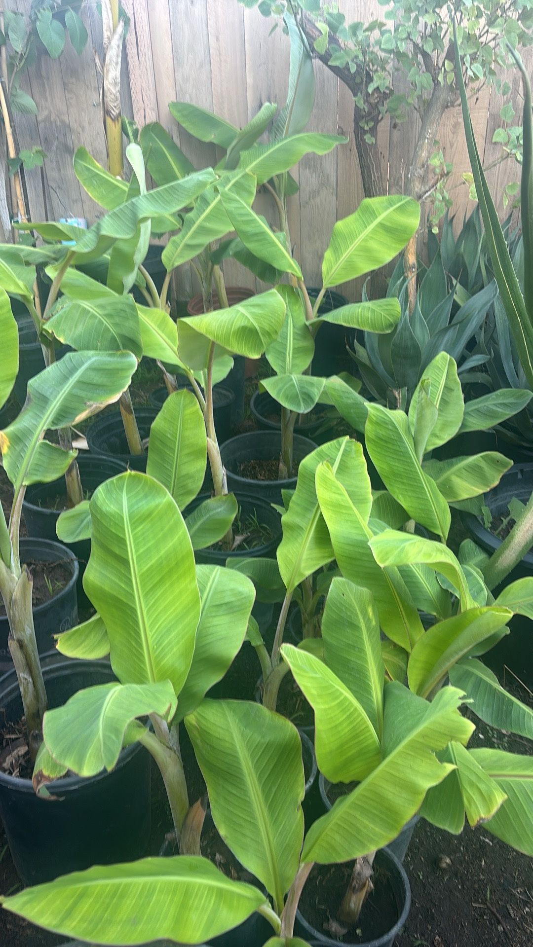 Banana Plant