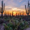 Arizona