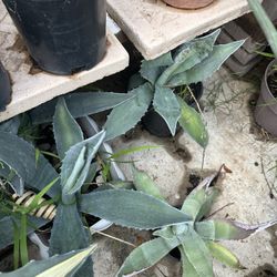 Agave Maguey