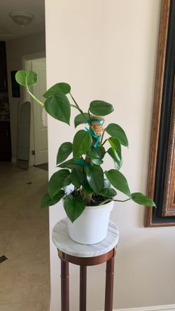 Pothos