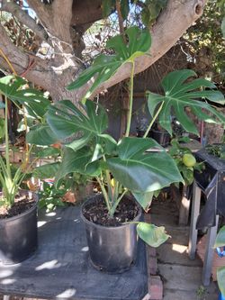 2Ft Monstera Plant