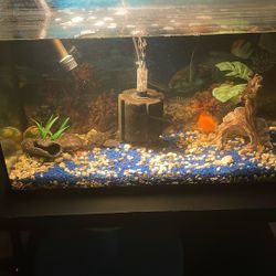 Fish Tank And Fishes 