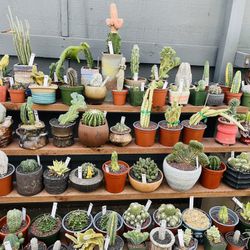 Walk In Only Cactus On Sale $20 To $$$