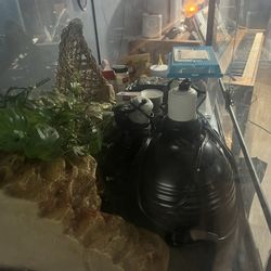 Terrarium For Sale