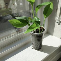 Pothos Starter