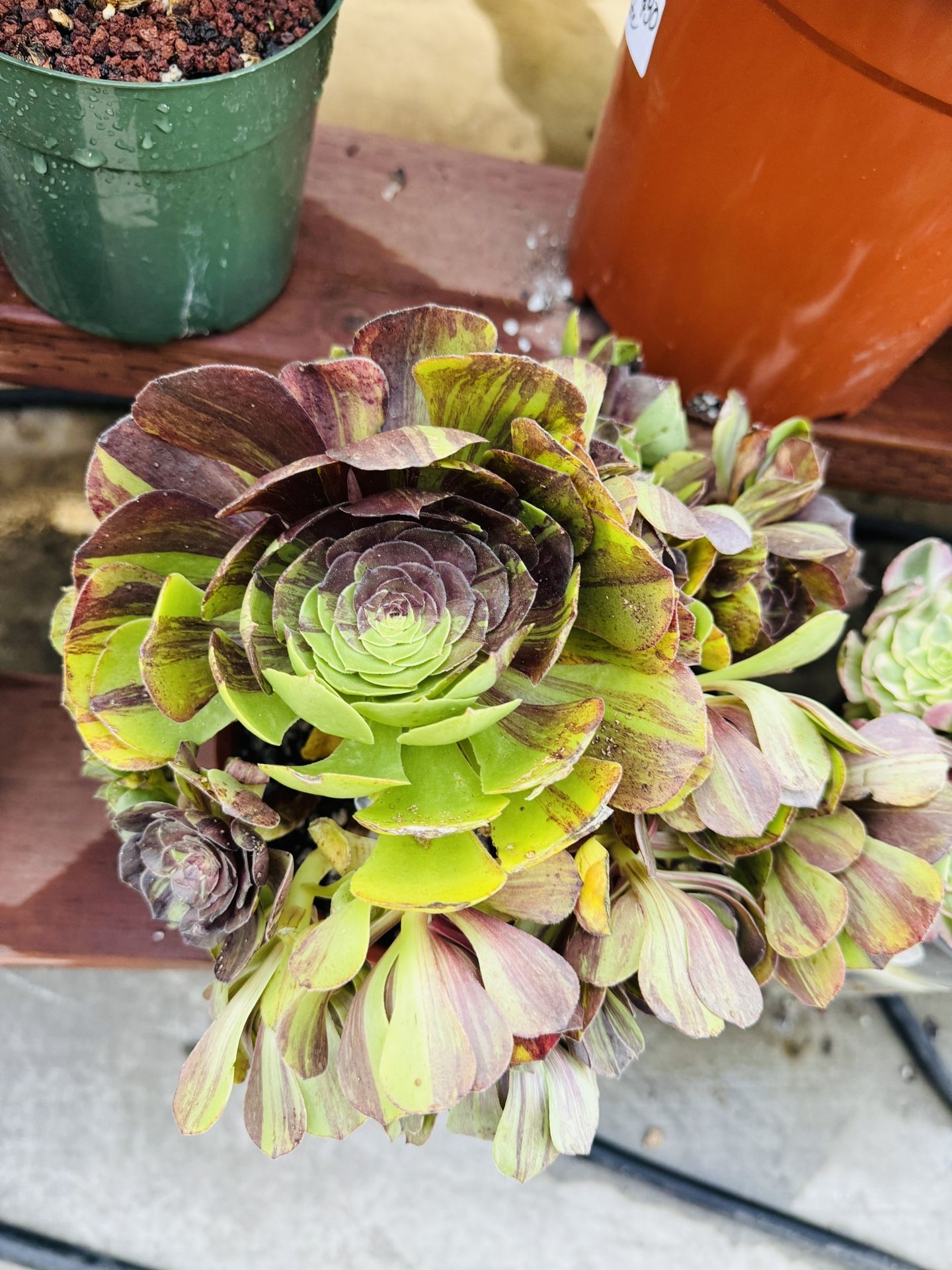 Giant Aeonium Red Halloween Rainbow Big Bang Imported Plant 