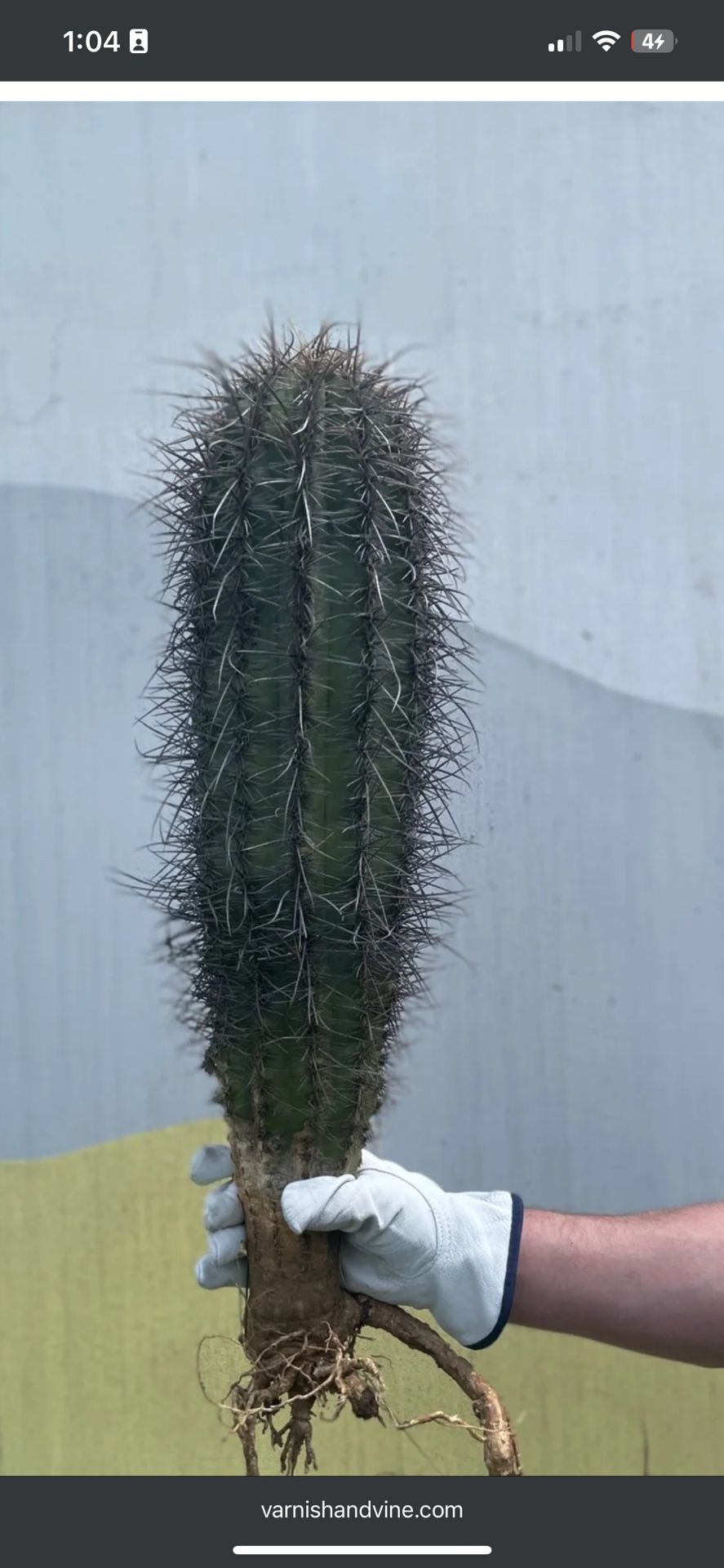 Cacti For Sell(trichicereus