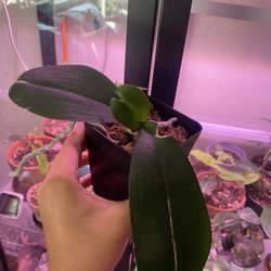 Phalaenopsis Orchid- Unknown Flower 