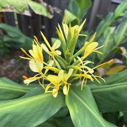 Kahili Ginger Plant