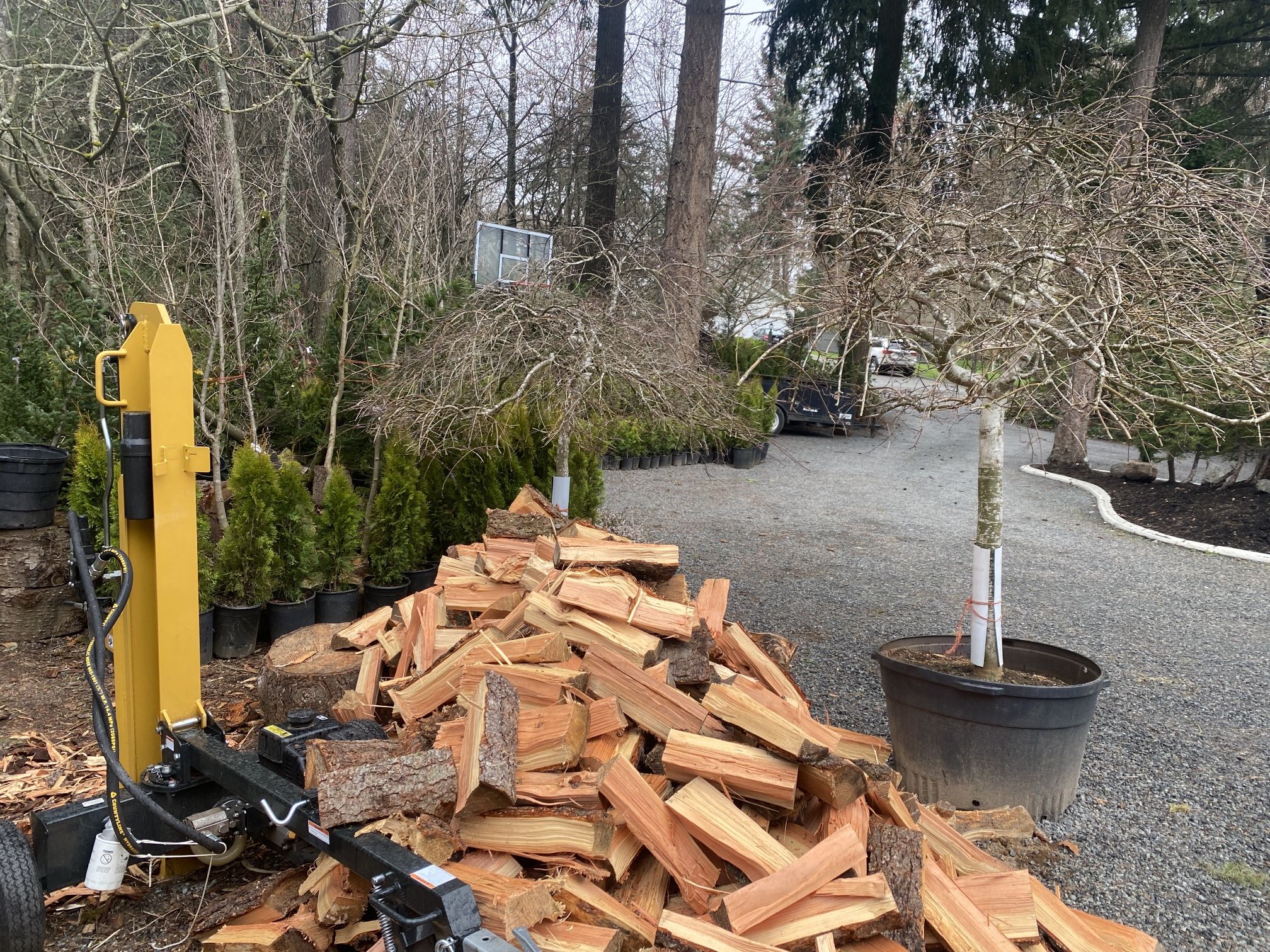Insanely Huge Weeping Laceleaf Japanese Maple Tree for Sale in Puyallup