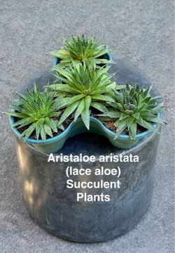 Aristata- Lace Aloe Species Succulents (All 4 plants )