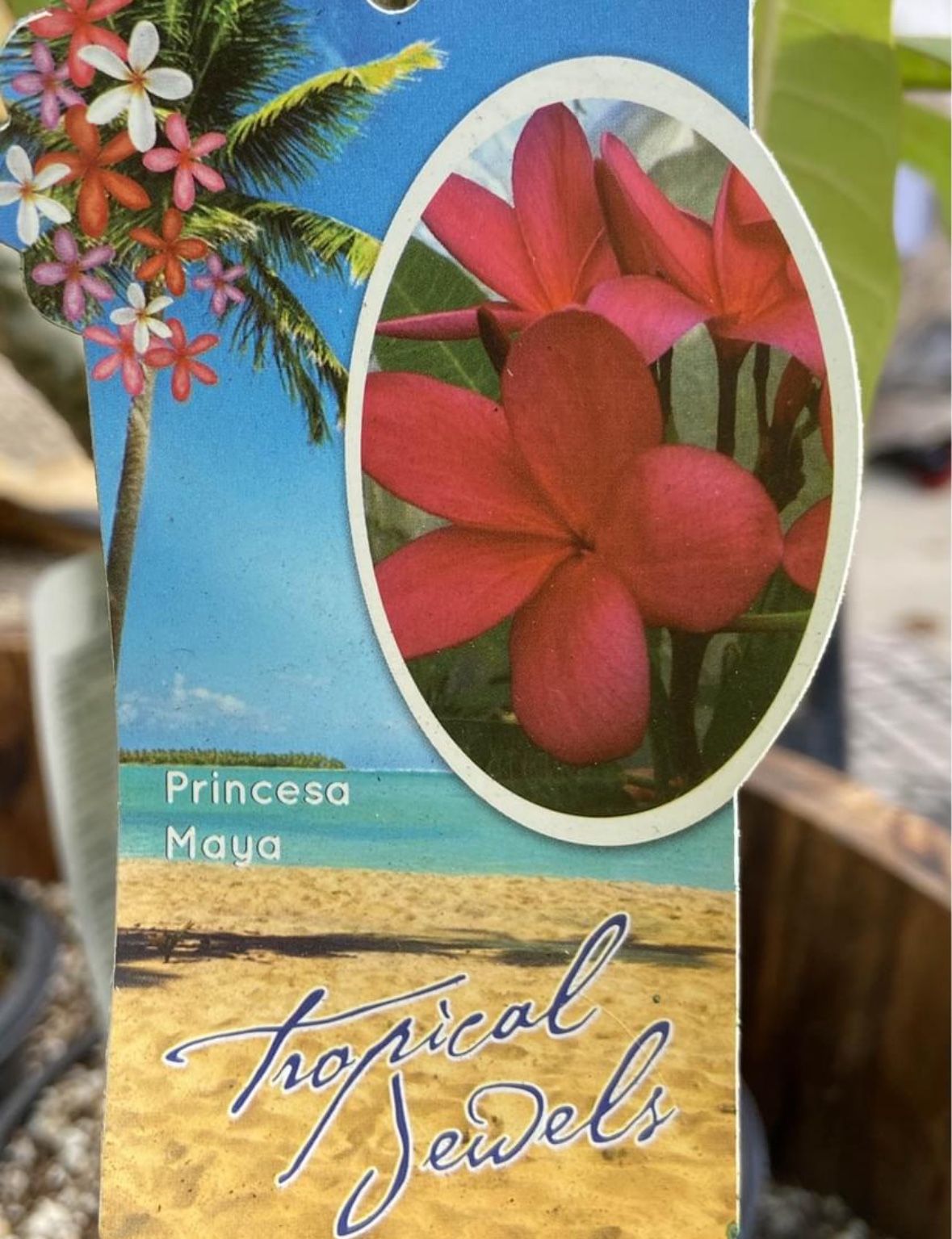 Princesa Maya & Variegated Maya Red Plumeria