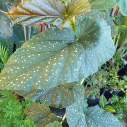Begonia Grande 