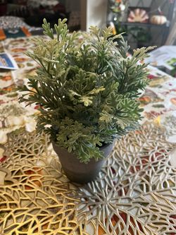 Plant