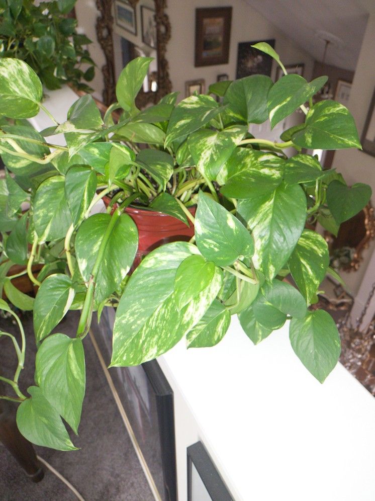 Variegated Pothos