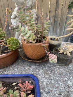 Clay Pots With Succulent 6/8$ Each