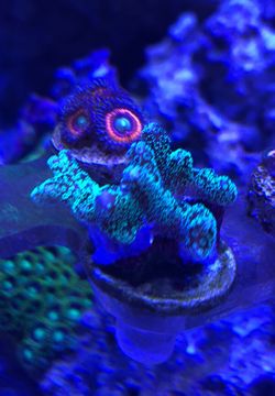 ORA green birdnest frags