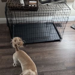 Dog Crate 