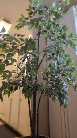 Ficus Tree Artificial Plant 60" tall