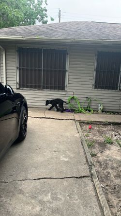 Black golden doodle