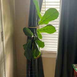 Plant Bundle — including Fiddle Leaf Fig and Aloe