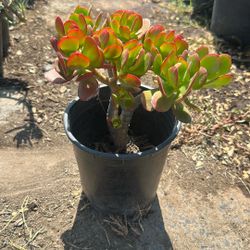 Plants