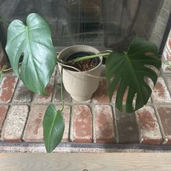 Monstera In Clay Pot