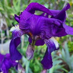 Purple Plant  One Gallon Pot