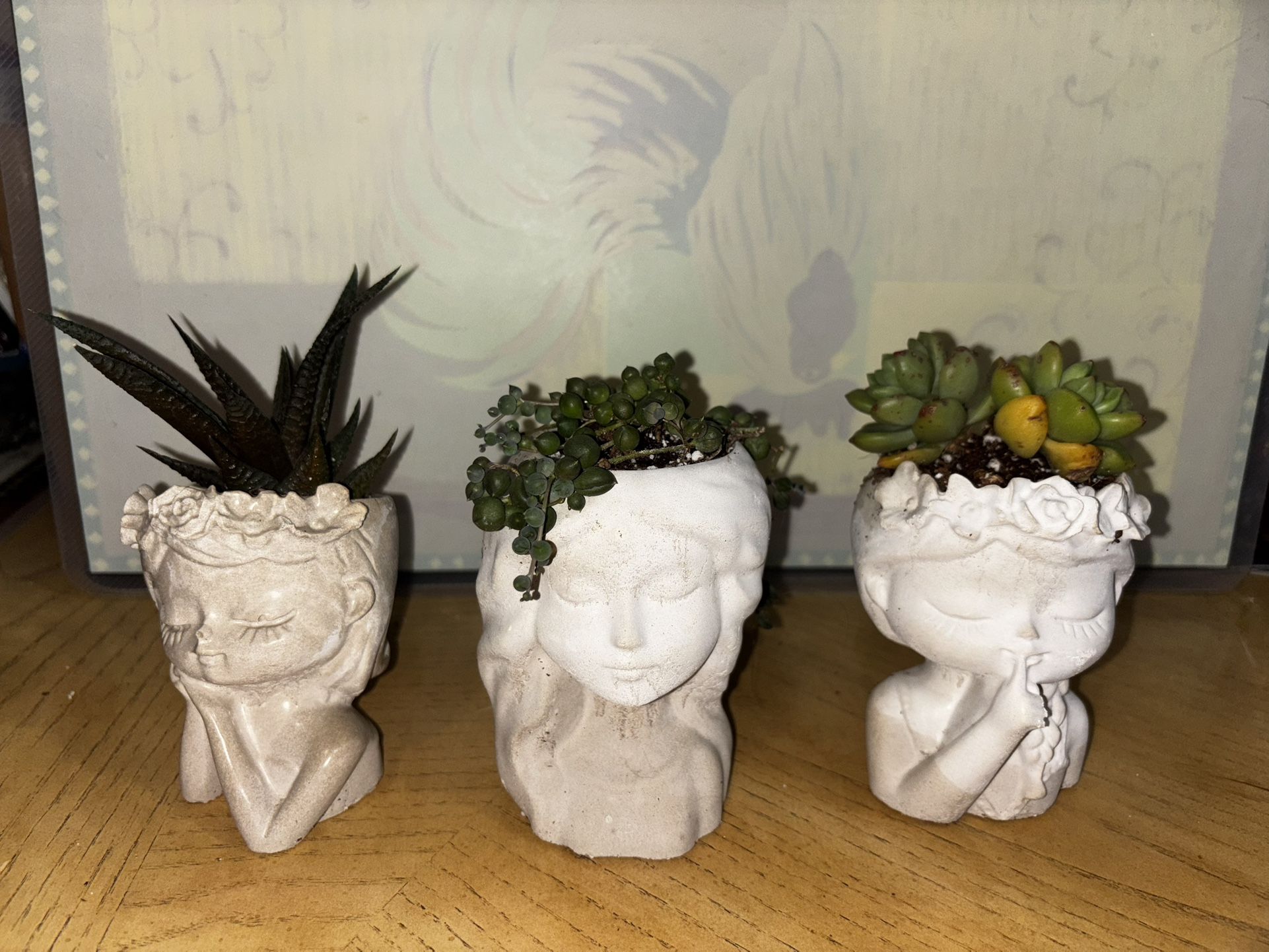 Succulent Plant With Plaster Vase 