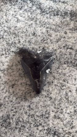 Meg tooth