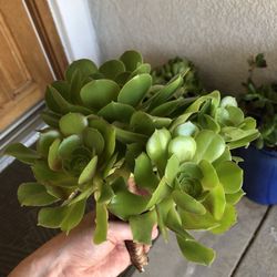 Box Of Aeonium Succulents